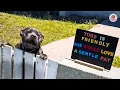 Download Lagu This Pit Bull Was Feared for Her Looks—Until the Neighborhood Saw Her True Heart