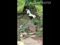 Download Lagu Kompilasi  Kokok Ayam Kampung Asli Cocok Untuk Nada Dering