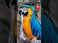 Geometric parrot illustration