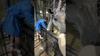 Bañé una Jirafa. 🤩