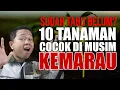 Download Lagu SUDAH TAHU BELUM.❓ 10 TANAMAN INI COCOK DITANAM DI MUSIM KEMARAU