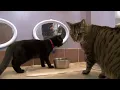 Adopting a Cat A Step-by-Step Guide from Petfinder