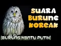 Download Lagu Suara Burung Koreak | Burung Hantu Putih