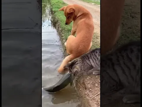 Karma Cat 🐱 Uses Dog's Tail for Fishing Adventure! #karma #fishing #shorts