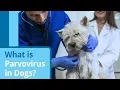 Parvovirus in Dogs Causes Symptoms and Treatment Options