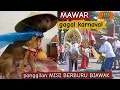 Download Lagu Rose's mission to hunt monitor lizards??!Failed carnival!!