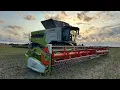 Download Lagu Green Rapeseed l Latvia 🇱🇻 #9 l