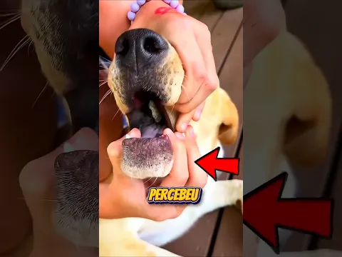 O Que Saiu da Boca do Cachorro Chocou a Todos! 😱