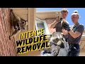 Intense Wildlife Encounter Raccoon Removal In Action Part 1