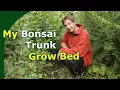 My Bonsai Trunk Grow-Bed Maintenance trunk chopping and discussion
