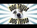 Test Your Dog Knowledge Can You Get 100 on This Quiz