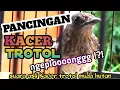 Download Lagu PANCINGAN KACER TROTOL AGAR NGEPLONG DAN EMOSI || COCOK UNTUK MELATIH MENTAL KACER TROTOLAN