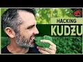 Download Lagu What Kudzu is and *IS NOT* good for