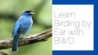 Birding by Ear Tom Stephenson and Bird Watcher s Digest