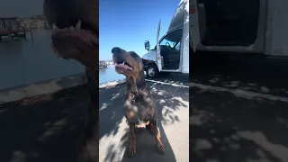 #Fyp #dream #doberman #pets