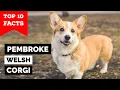 Pembroke Welsh Corgi - Top 10 Facts