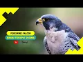 Download Lagu Burung Falcon, Burung Tercepat Di Dunia Saat Menyerang Mangsa