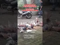 Download Lagu Siulan Maut Untuk Merpati  #burung #burungmerpati #shortvideo #short  #hewanlucu #animalshorts