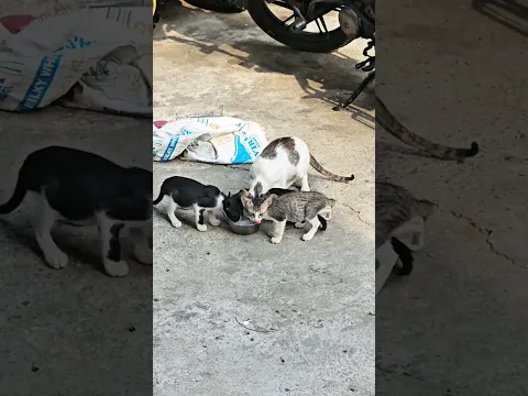 Mew de bache❤️