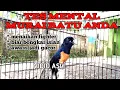 Download Lagu UJI MENTAL MURAI BATU . PROSPEK/TIDAK ??? #muraibatugacor