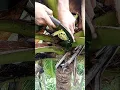 Download Lagu PROCESSING COCONUT TODDY HIGHLIGHTS#7 #coconuttoddy #coconutwine