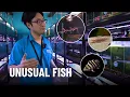 Master Fish Keeper Shows Off Rare Giant Fish at Australia s Largest Aquarium Store