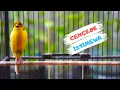 Download Lagu Suara Burung Kenari Lagu dan Cengkok Mewah Buat Kenari Lain Bakal Langsung Nyaut Gacor Panjang
