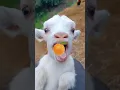 Download Lagu बकरी की आवाज | goat funny sound | animal sound | bakri ki awaaz | bakry ki awaz #shorts