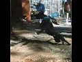 Lion King On Ice