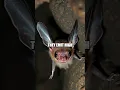 Download Lagu The Elegant Beauty of the Pastel Spotted Bat