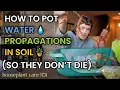 Lagu How To Pot Water Propagations in Soil (So They Don't Die) \u0026 Prevent Shock -  Houseplant Care 101