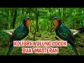 Download Lagu MASTERAN KOLIBRI WULUNG GACOR