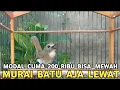 Download Lagu CUMA DUA RATUS RIBU BURUNG FIGHTER KICAUAN MERDU RAWATAN SIMPLE MURAI BATU AJA LEWAT