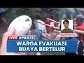 Lagu Heboh! Warga Mamuju Tengah Temukan Buaya Muara Sepanjang 2,4 Meter, Sedang Mengerami 38 Telur