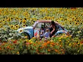 A sprawling sea of sunflowers and summer flowers are in full bloom at this N J farm