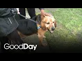 5-Year-Old Bayou is Looking For His Forever Home Pet of the Week