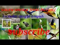 Download Lagu suara pikat semua jenis burung ribut terampuh terbaru terbukti 2022