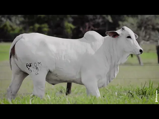 Novilha Nelore AFOM - 5297