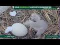 Duke Farms Bald Eagle Cam on 26 Shift in and FOOD Yay