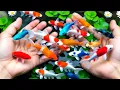 Download Lagu Unboxing Ikan Cupang Hias, Ikan Koki, ikan lele, Glofish, Ikan Hias, Koi jumbo, Guppy, Ikan Channa