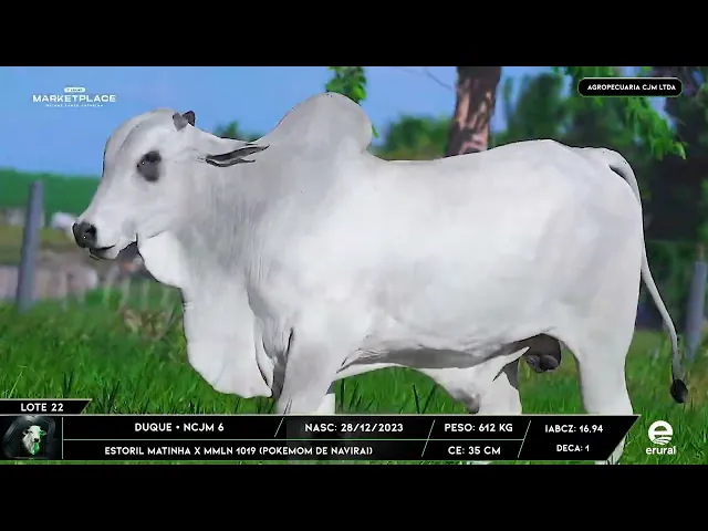 Touro Nelore NCJM - 6