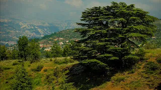 وديع الصافي جايين يا أرز الجبل 