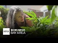 Albany woman dispenses cannabis recipes after growing her own plants