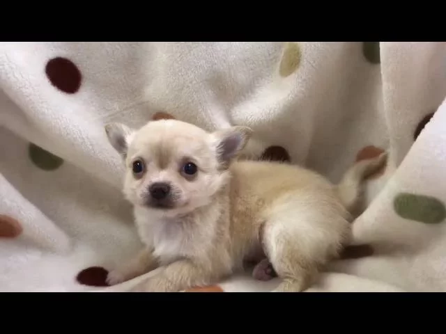 動画