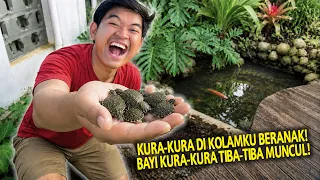 TIBA-TIBA NEMUIN BAYI KURA-KURA DI KOLAM RUMAHKU! TERNYATA KURA-KURA DIKOLAM DIAM-DIAM BERANAK!