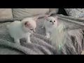 Red Point Siamese and Balinese kittens