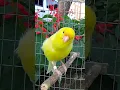 Lagu the climax of the canary 3 #song #short #birds #canary