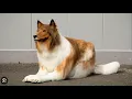 JAPANESE MAN SPENDS 20K TO LOOK LIKE A BORDER COLLIE