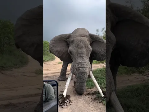 اذا فعل الفيل هذه الحركة يجب ان تهرب فورا!! 😱