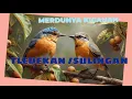 Download Lagu MERDUNYA SUARA BURUNG TLEDEKAN / SULINGAN